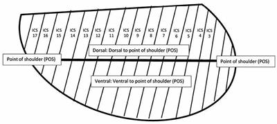 Comparison of thoracic ultrasonography and thoracic radiography between healthy adult horses and horses with bacterial pneumonia using a novel, objective ultrasonographic scoring system